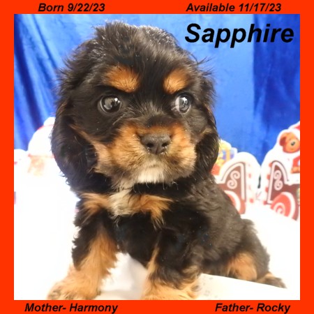puppy, for, sale, Cocker Spaniel, Joe & Cherri  Overlease, dog, breeder, Miller, MO, dog-breeder, puppy-for-sale, forsale, nearby, find, puppyfind, locator, puppylocator, aca